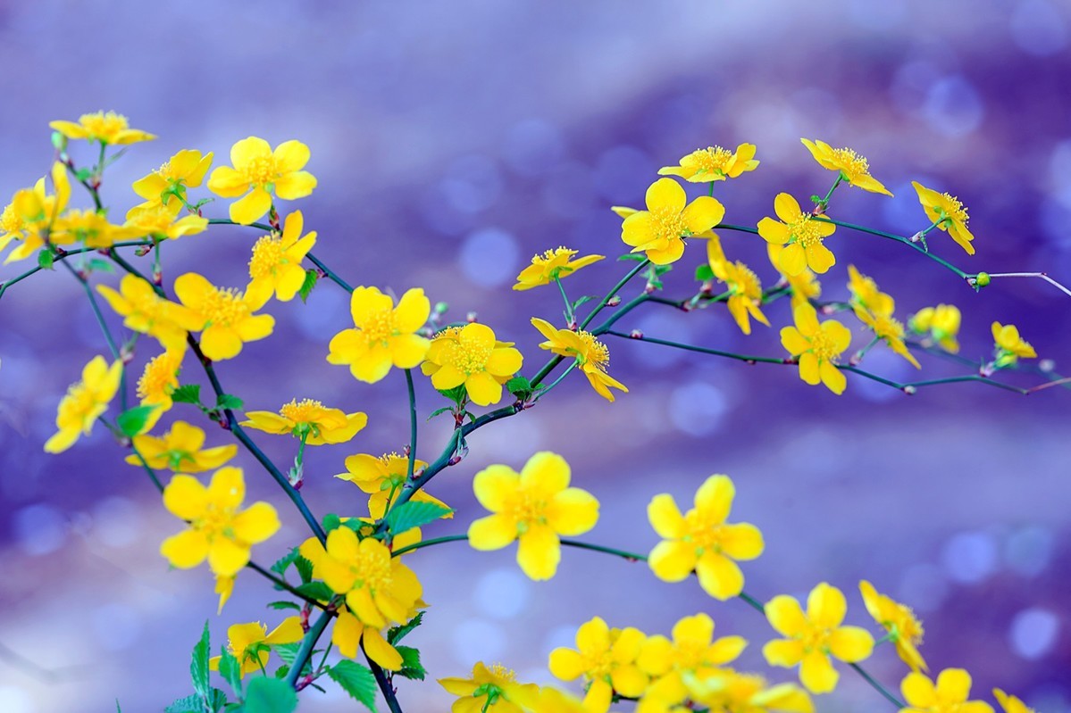 九游娱乐文化：2024北京哪里的花好看？拍花有什么技巧？北京旅游攻略-游侠客旅行