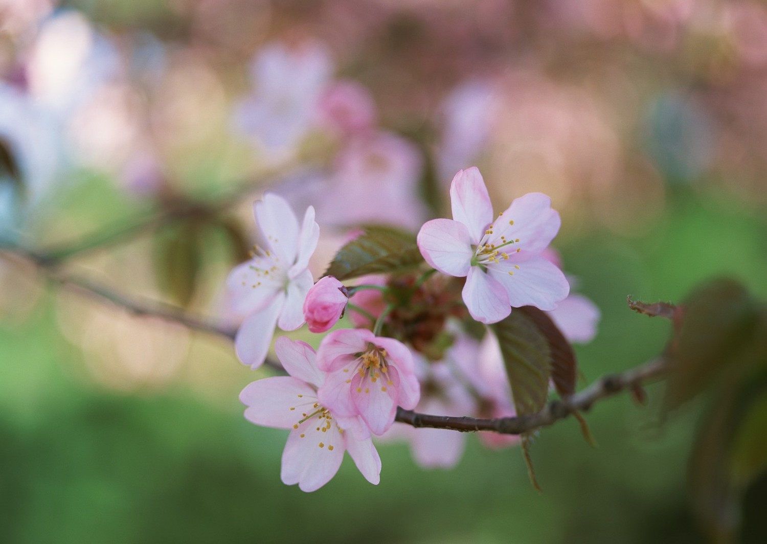 九游娱乐文化：2024北京哪里的花好看？拍花有什么技巧？北京旅游攻略-游侠客旅行(图2)