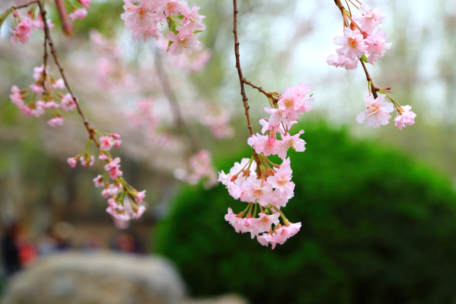 九游娱乐文化：2024北京哪里的花好看？拍花有什么技巧？北京旅游攻略-游侠客旅行(图5)
