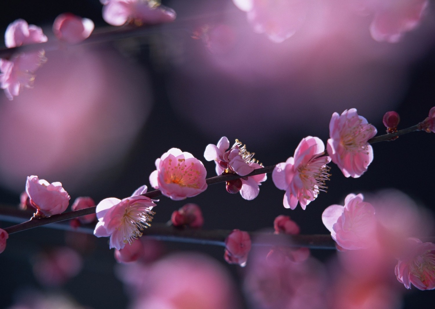 九游娱乐文化：2024北京哪里的花好看？拍花有什么技巧？北京旅游攻略-游侠客旅行(图8)