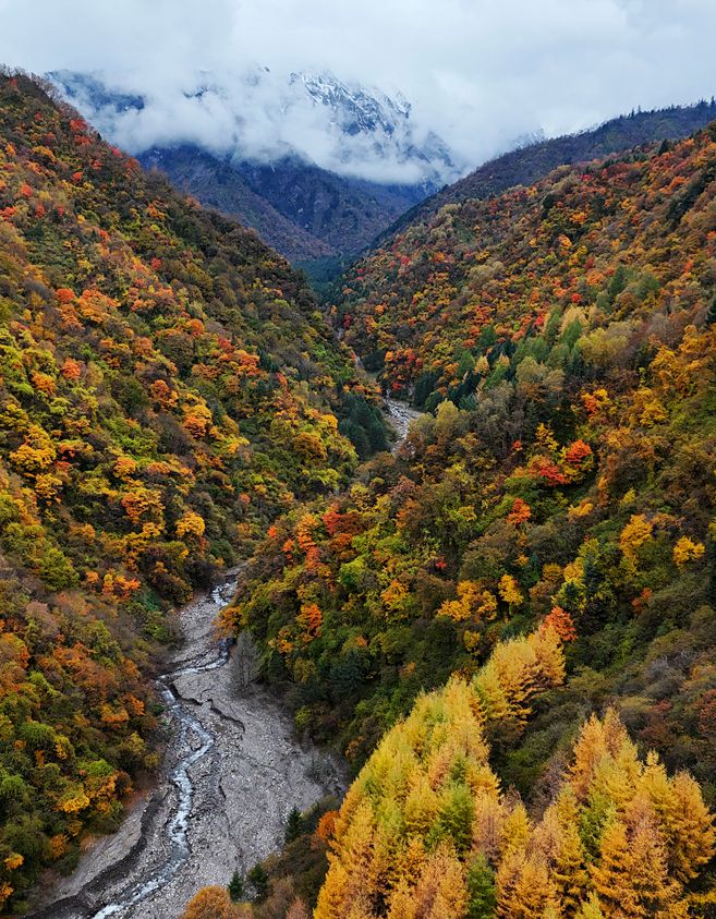 九游娱乐：秋游绵阳峰巅观斓即将上线！雪山彩林+湖畔古寨！平武这条“百里红叶走廊”秋色绚烂美成画卷(图13)