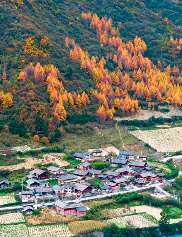 九游娱乐：秋游绵阳峰巅观斓即将上线！雪山彩林+湖畔古寨！平武这条“百里红叶走廊”秋色绚烂美成画卷(图7)