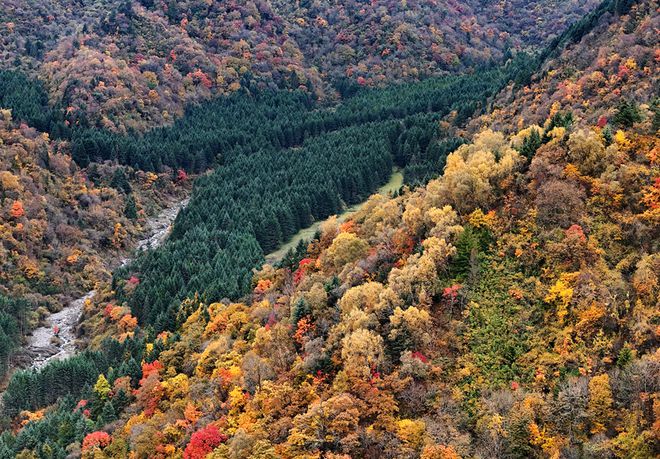 九游娱乐：秋游绵阳峰巅观斓即将上线！雪山彩林+湖畔古寨！平武这条“百里红叶走廊”秋色绚烂美成画卷(图15)