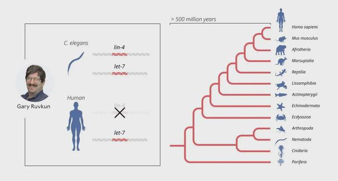 前沿科技揭开基因调控之谜！解读2024年诺贝尔生理学或医学奖(图2)