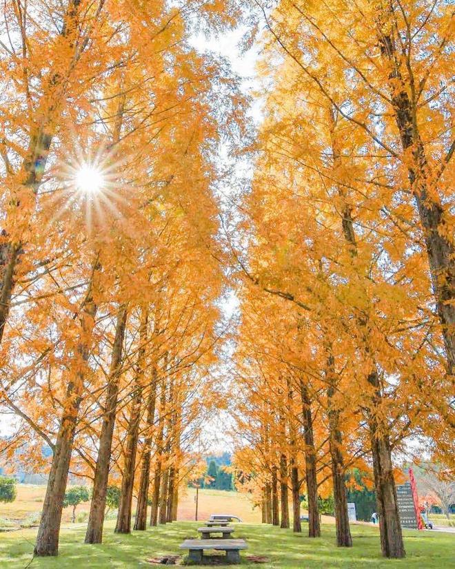10个秋天拍照技巧手机也能拍美秋天快来学(图9)