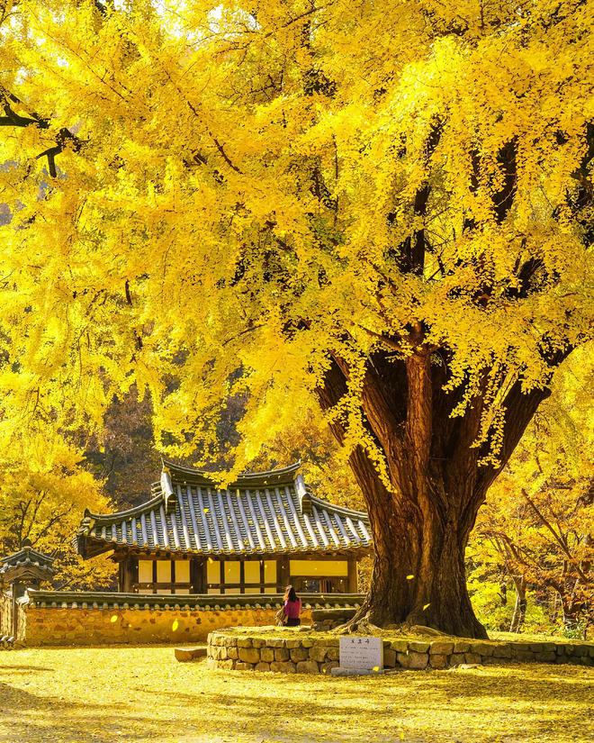 10个秋天拍照技巧手机也能拍美秋天快来学(图7)