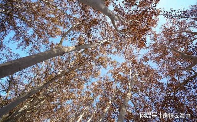 郑州冬日色彩秘境：解锁城市中的自然美学之旅(图8)