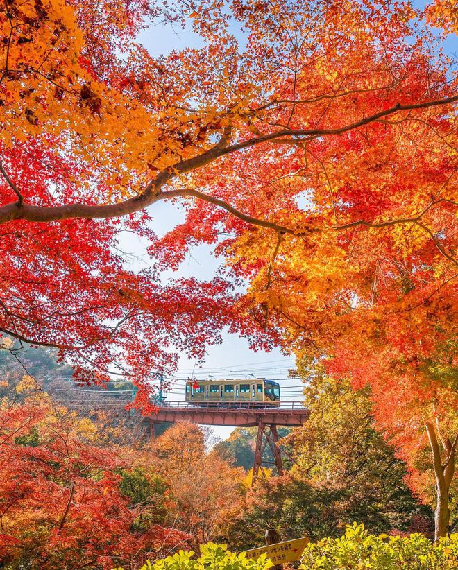 晚霞大树和风景都怎么拍好看10个拍照技巧生活旅游都能用(图5)