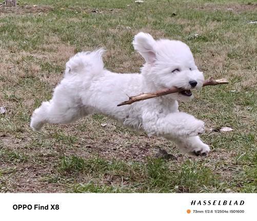 九游娱乐：OPPO机主看过来！教你拍出春节好照片(图6)