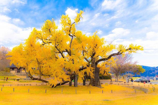 8个拍照技巧普通风景变大片日常生活和旅游都能用得上(图9)