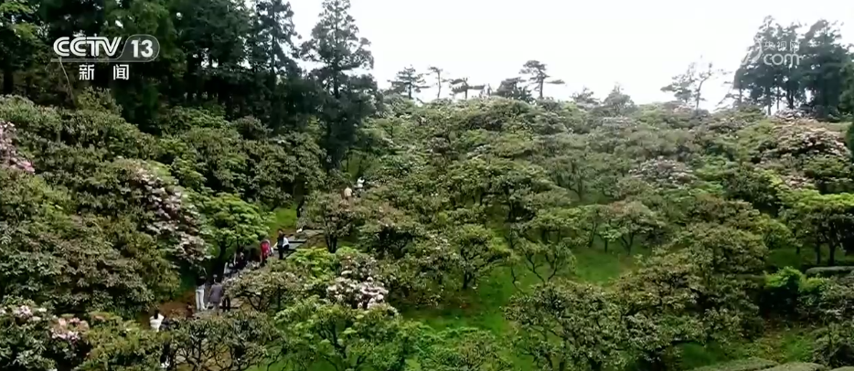 “颜值”变“产值”“赏花游”助推文旅经济“春色满园”(图2)