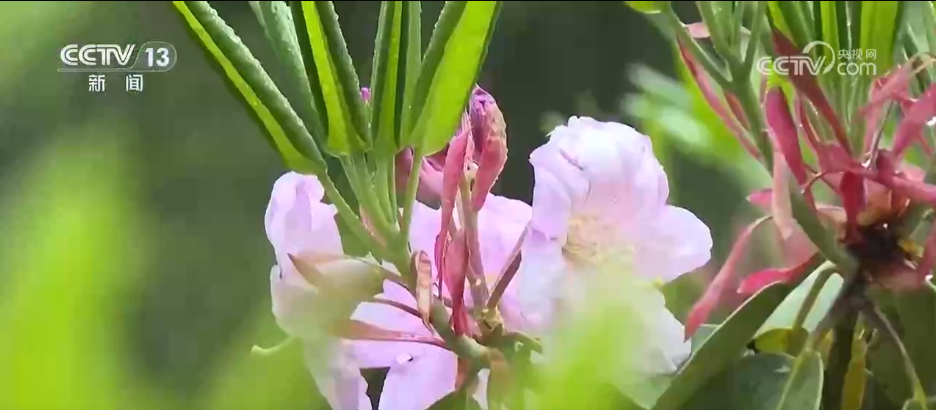 “颜值”变“产值”“赏花游”助推文旅经济“春色满园”(图3)