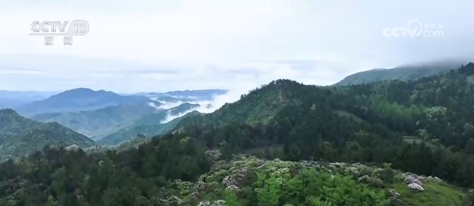“颜值”变“产值”“赏花游”助推文旅经济“春色满园”
