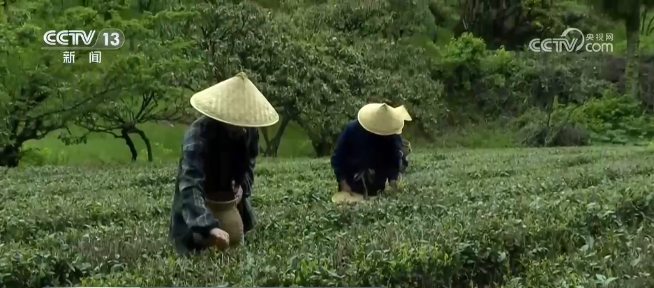 “颜值”变“产值”“赏花游”助推文旅经济“春色满园”(图5)