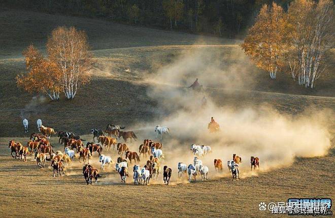 秋季坝上摄影团-2025年第十届秋季坝上万马奔腾摄影团(图3)