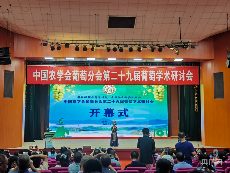 那边摘葡萄这边追“村马”！贵州的夏日从舌尖甜到脚尖