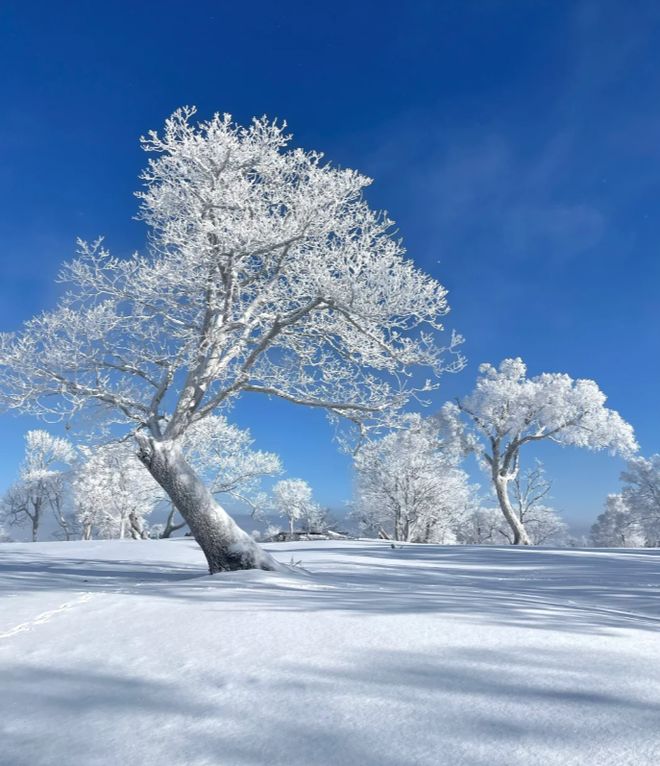 东北三省5日游旅游攻略第一次来东北旅游建议这样玩不踩雷！(图5)