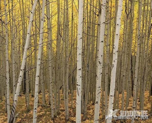 九游娱乐文化：拍照构图技巧有哪些（用得最多的8个摄影构图方法）(图3)