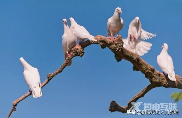 九游娱乐文化：拍照构图技巧有哪些（用得最多的8个摄影构图方法）(图8)