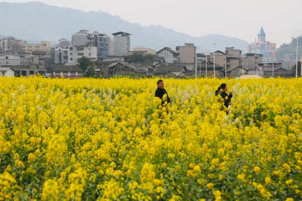 “涪陵蔺市古镇油菜花开