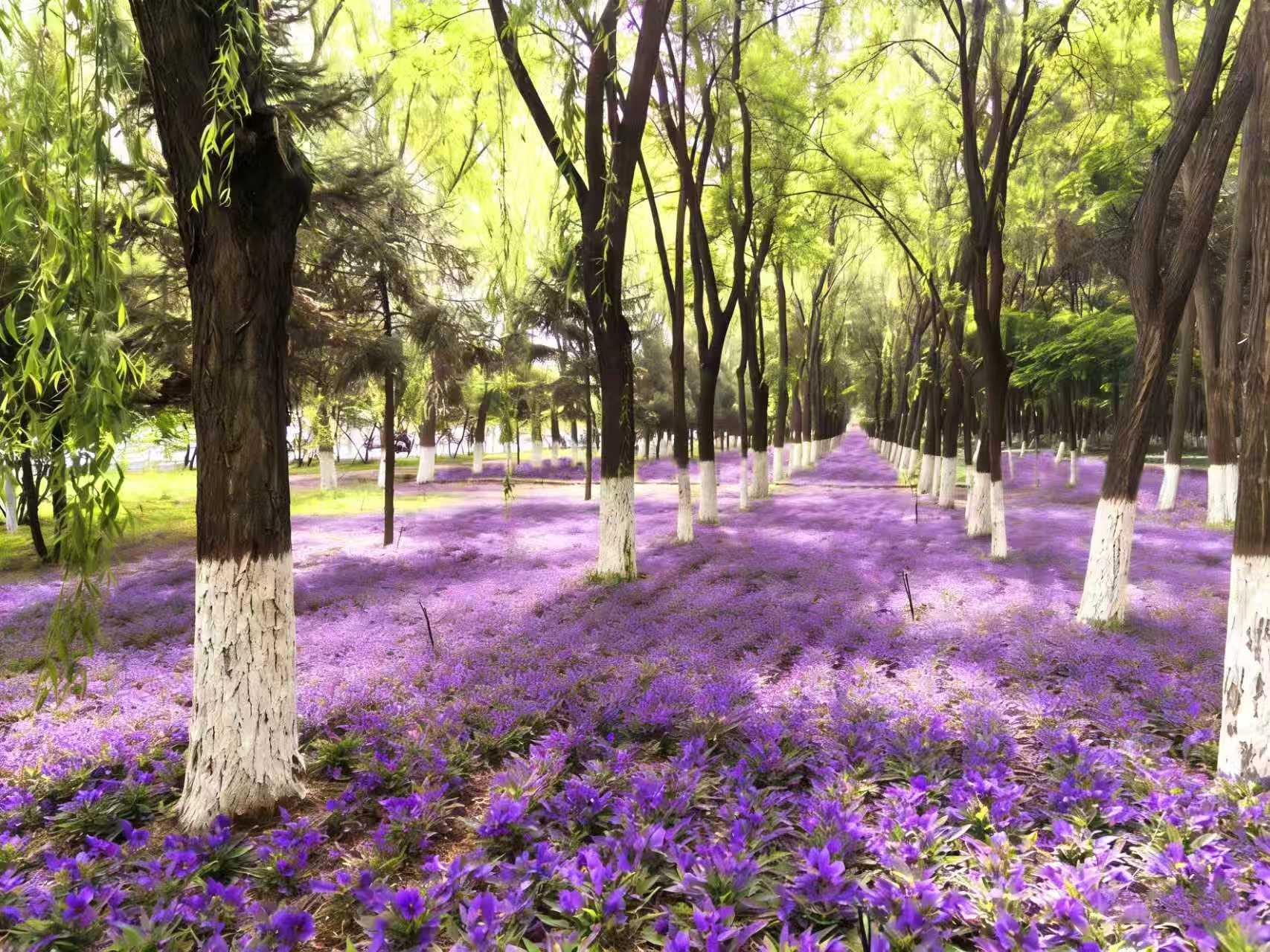 最全打卡攻略！银川2026年赏花观叶月历来了(图5)