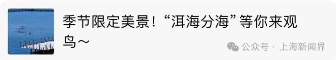 @金山人就等你投出关键一票(图10)