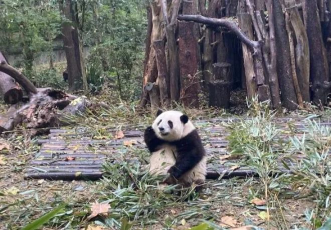 “2026成都大熊猫基地旅游全攻略（门票+